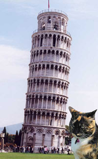 Cat in Pisa