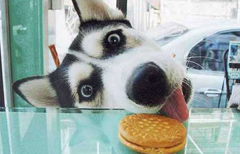 Dog eating cookie